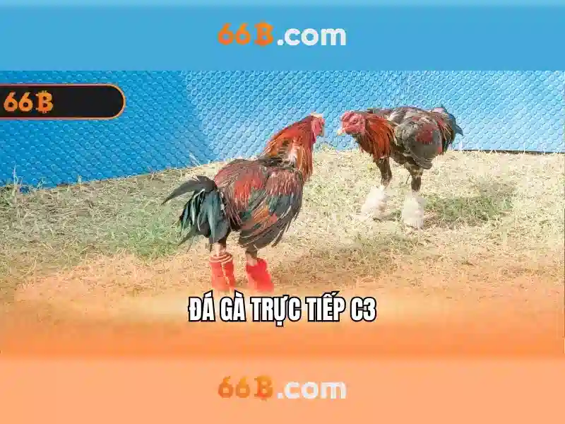 66B là gì